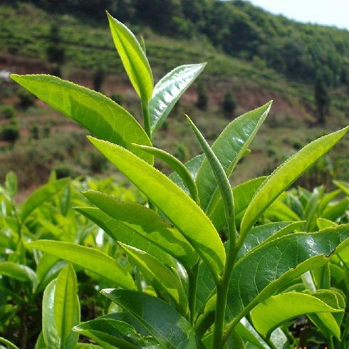 溢福茶園景色