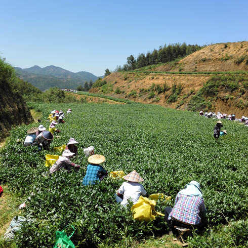 閩福泰茶園