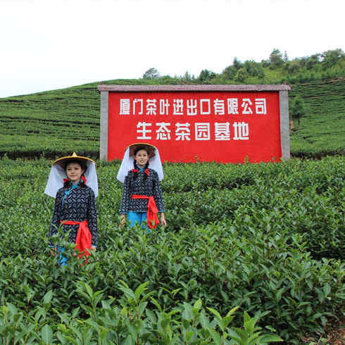 生態(tài)茶園基地