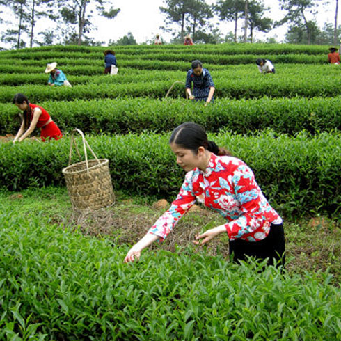 茶園采茶