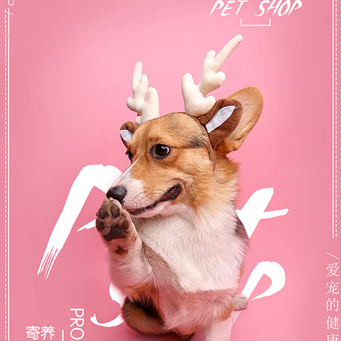 愛尚寵寵物店-柯基犬